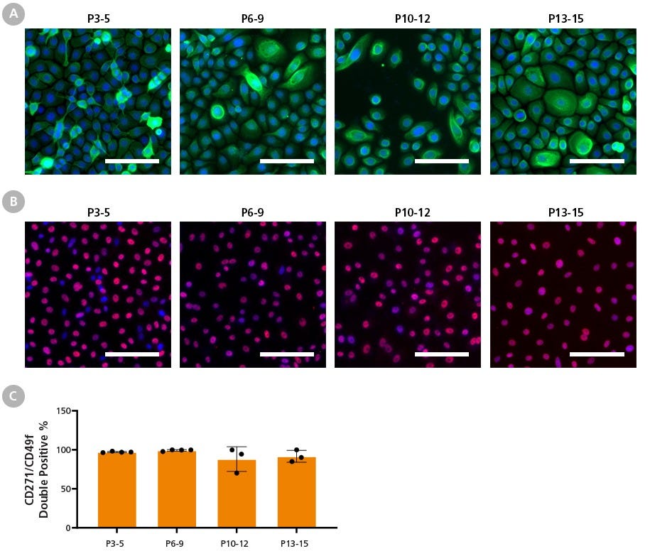 HBECs Expanded in PneumaCult™-NGEx Maintain Basal Cell Marker Expression Over Long-Term Passaging.