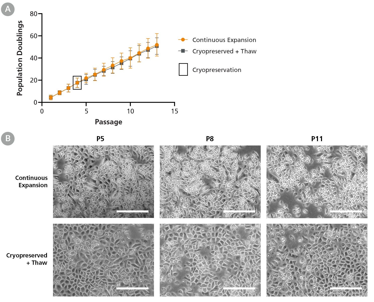 PneumaCult™-NGEx Supports Cryopreservation of HBECs with Identical Expansion and Morphology Before and After Thaw.
