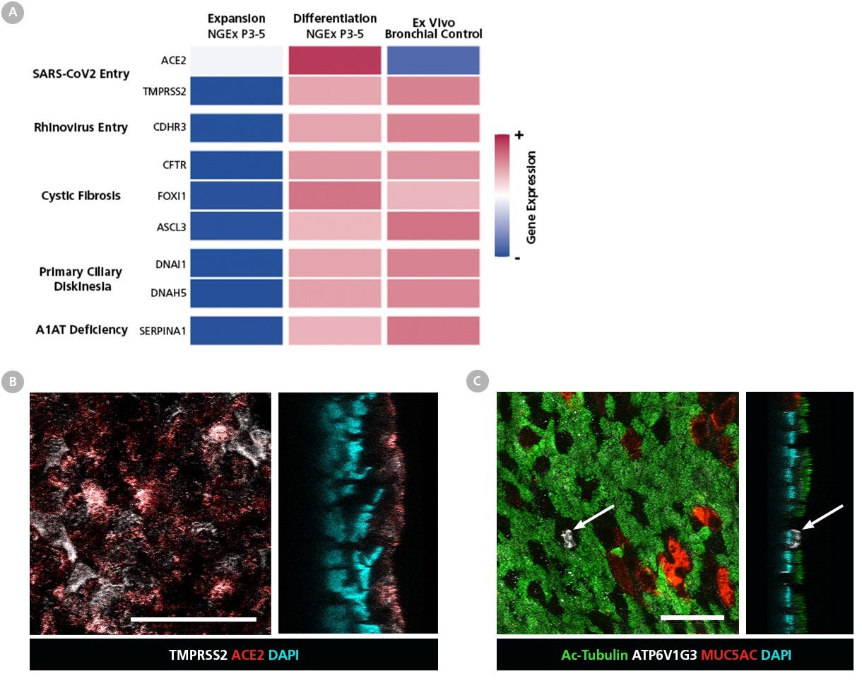 HBECs Expanded in PneumaCult™-NGEx Express Markers Critical for Respiratory Disease Studies After Differentiation with PneumaCult™-ALI.