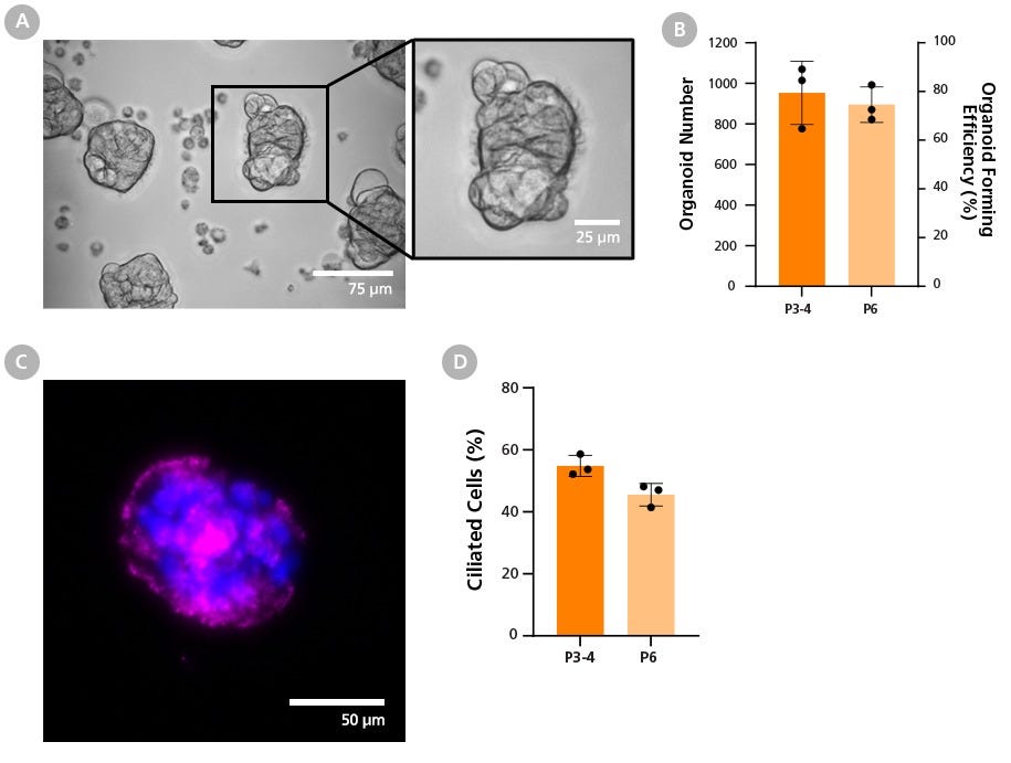 HBECs Expanded in PneumaCult™-NGEx Are Compatible with Apical-Out Airway Organoid Differentiation Workflows.