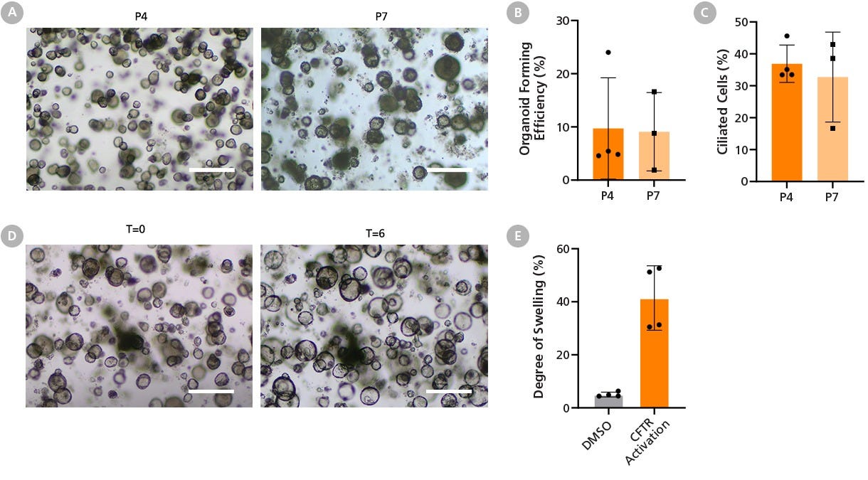 HBECs Expanded in PneumaCult™-NGEx Are Compatible with Airway Organoid Differentiation Workflows and Support Functional CFTR Assessment.