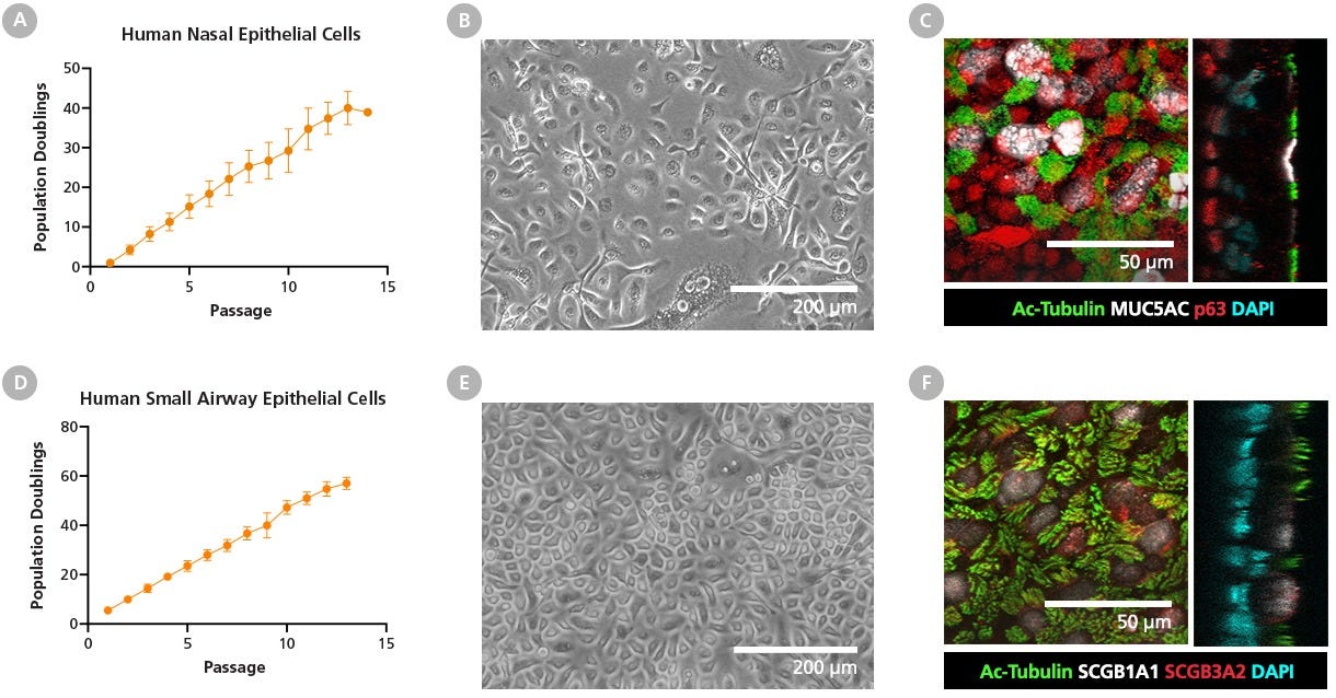 PneumaCult™-NGEx Enables Robust Expansion of Human Nasal and Small Airway Epithelial Cells.