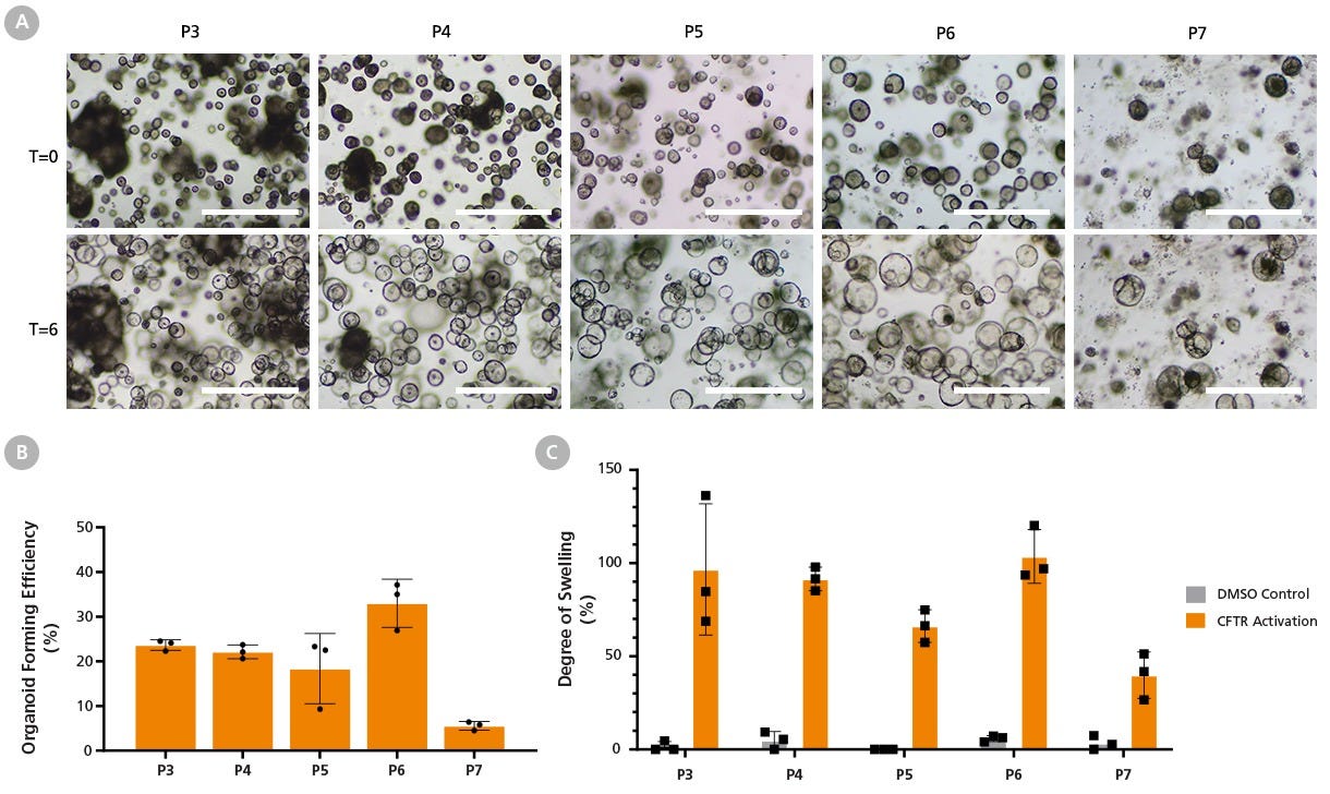 HNECs Expanded in PneumaCult™-NGEx Demonstrate Efficient Airway Organoid Differentiation and Functional CFTR Activity After Extended Passaging.