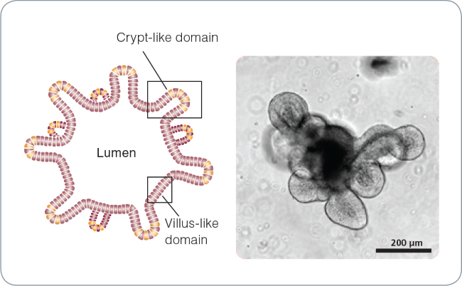 Intestinal Organoid Culture Stemcell Technologies