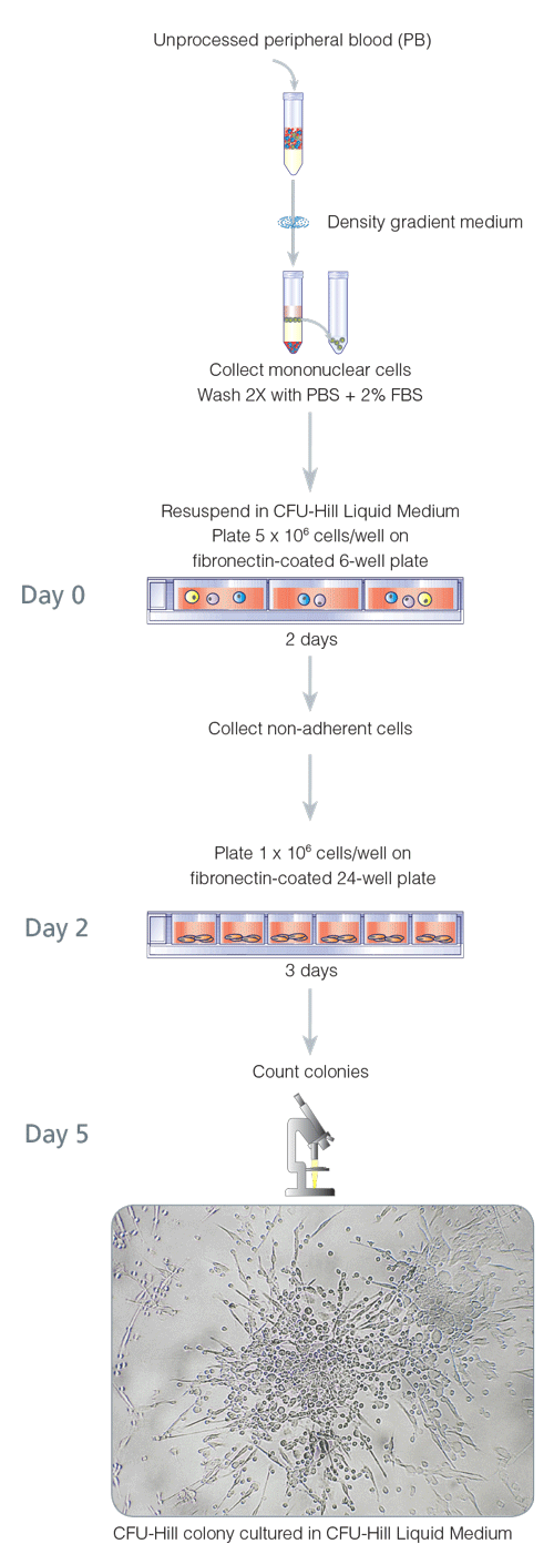 5-Day CFU-Hill Colony Assay