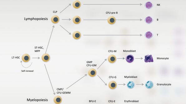 Download our human hematopoietic progenitors wallchart for a handy reference guide to identifying colonies in human CFU assays.