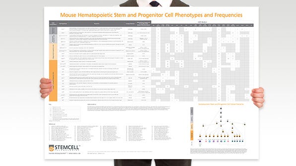 This wallchart provides a handy overview of the subset hierarchy of mouse HSPCs, including their frequencies and phenotypes.