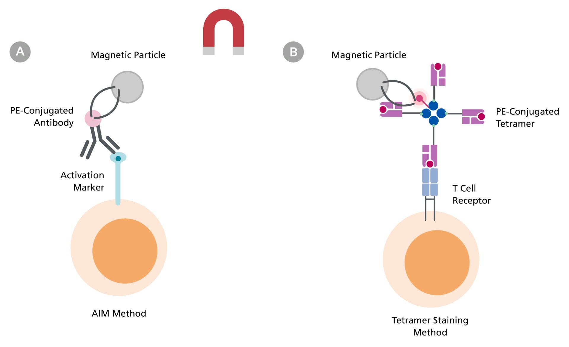 Isolation of antigen-specific T cells using AIM or tetramer staining methods