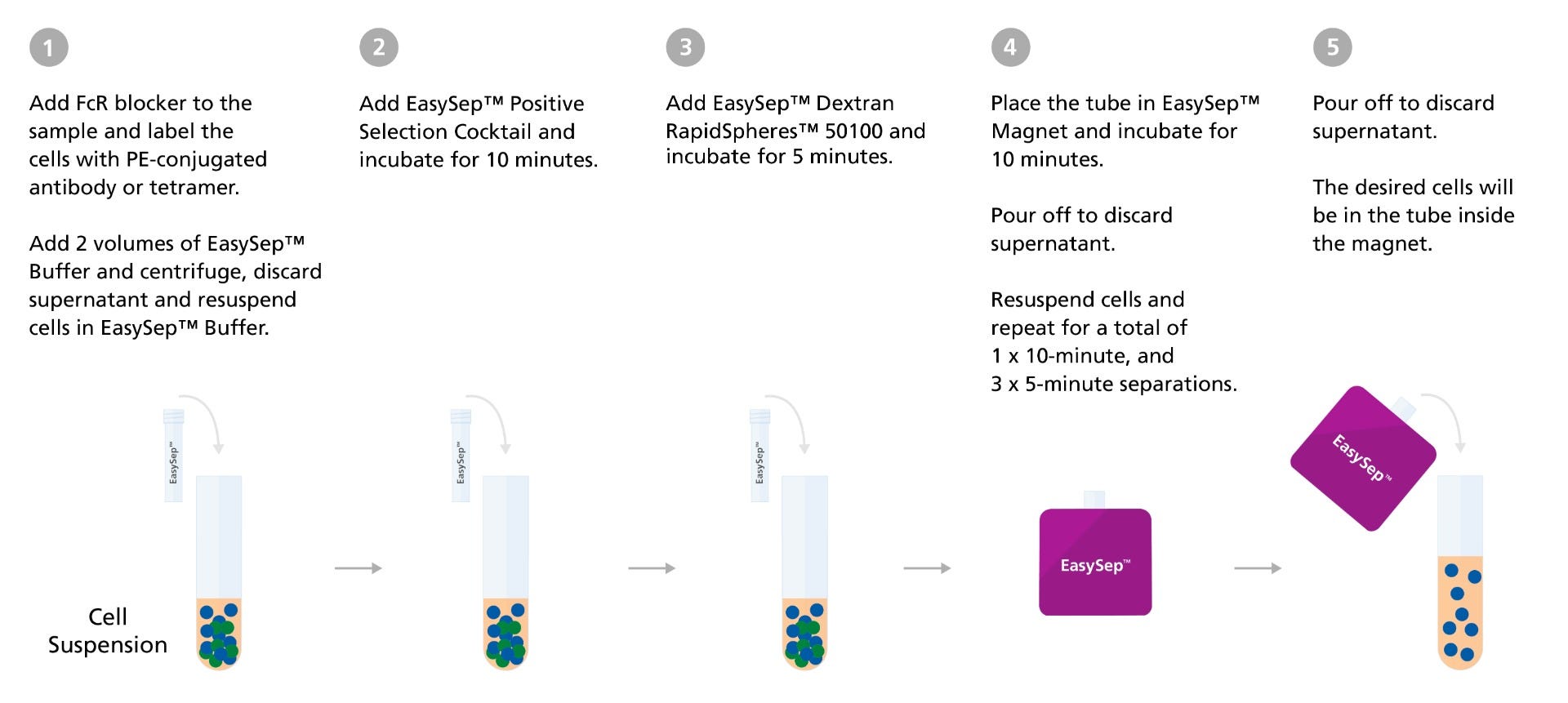 EasySep™ Human Positive Selection Kit II protocol diagram