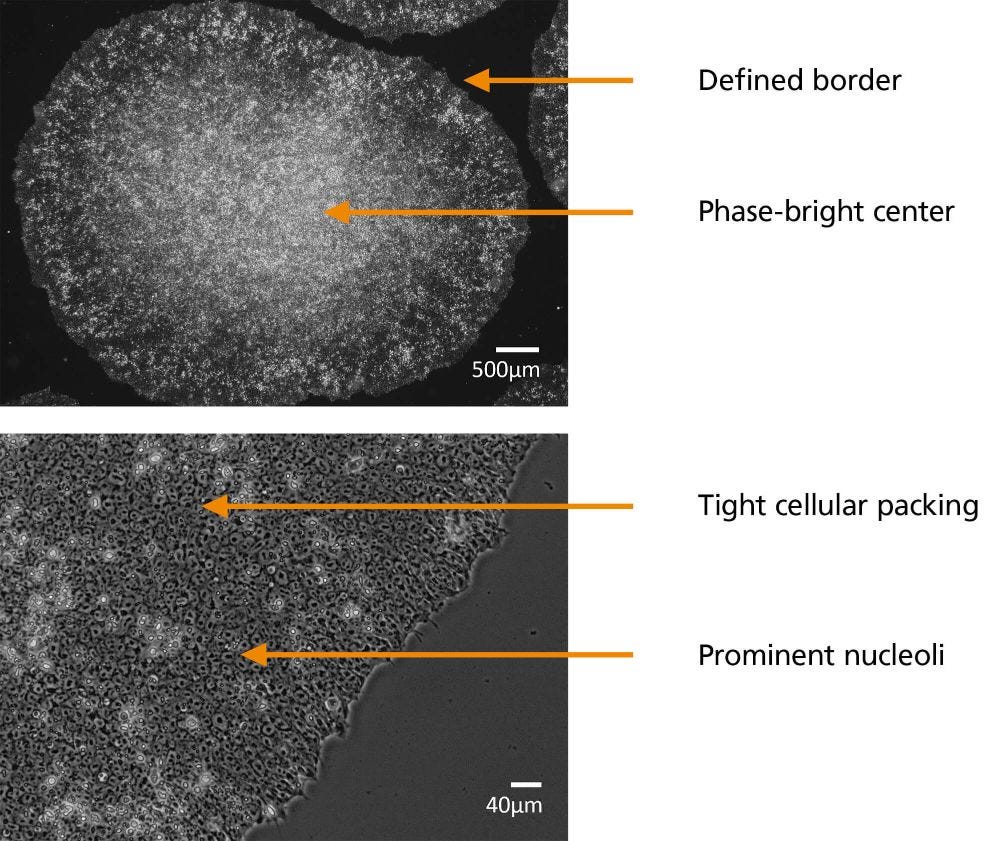 High-Quality hPSC Colonies Near the Optimal Time of Passaging