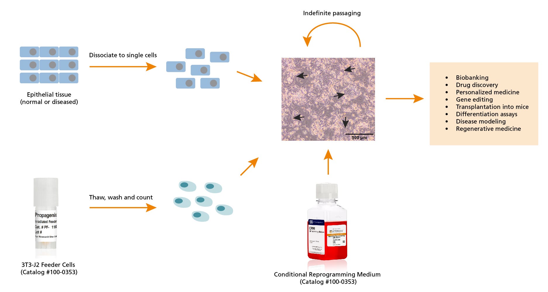 Workflow for Culturing Cells in Conditional Reprogramming Medium