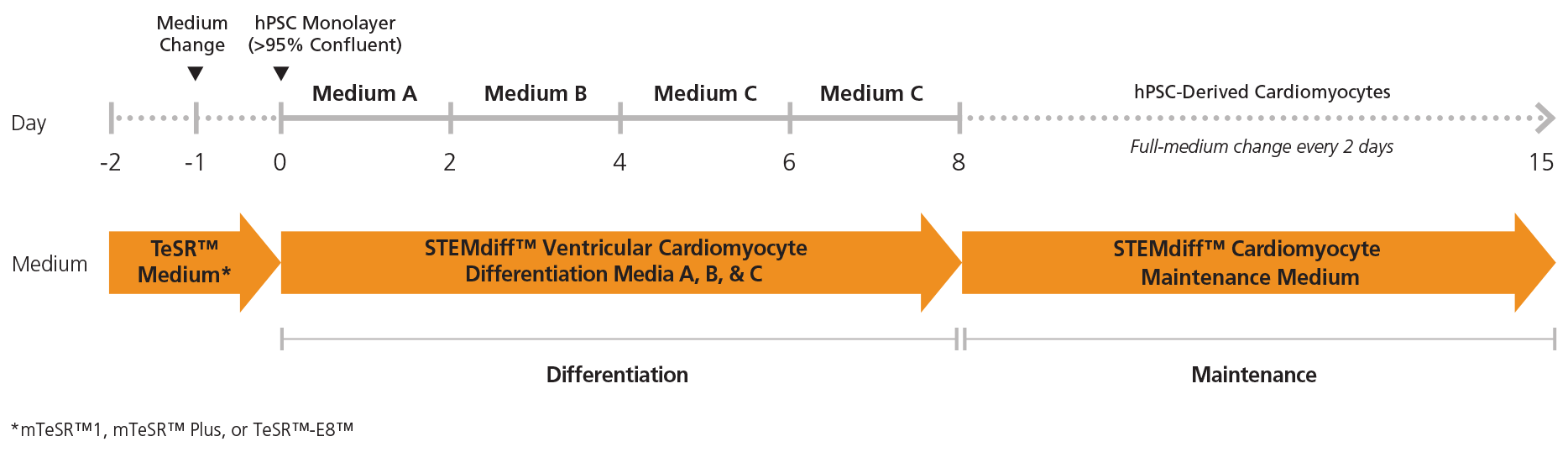hPSC-derived cardiomyocyte differentiation and maintenance