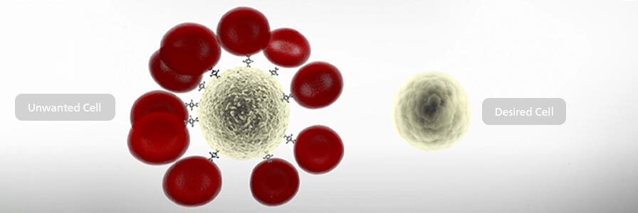 Unwanted cells immunorosettes vs desired cells.