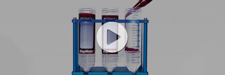 Isolating PBMCs using SepMate™ video image