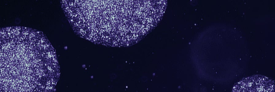 iPSCs