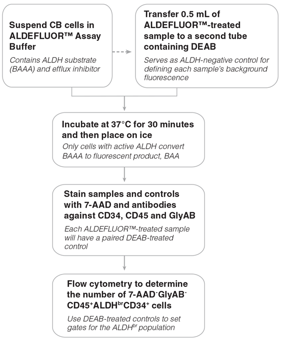 Figure 1. General ALDH<sup>br</sup> Assay Procedure