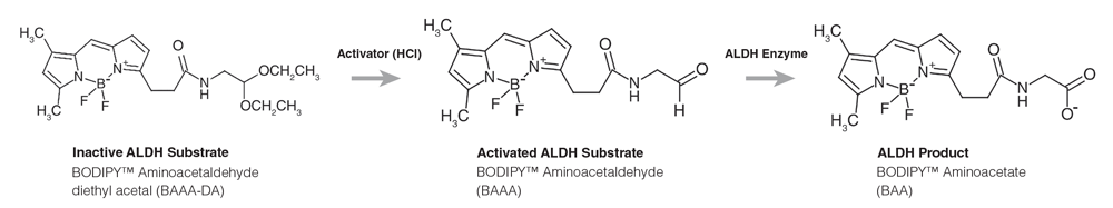 Figure 2. Chemical Structures of Inactive Substrate, Activated Substrate and Product Forms of ALDEFLUOR™ Reagent