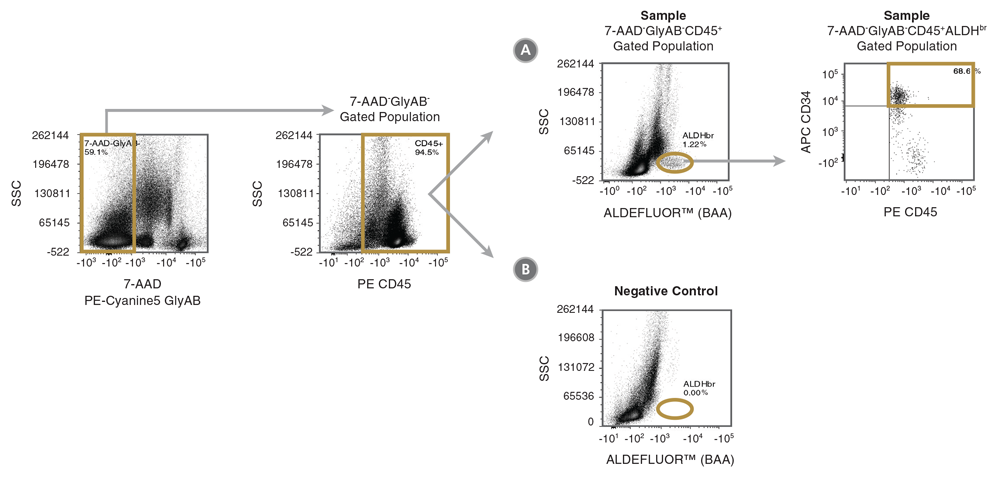 Figure 3. Gating Strategy to Identify 7-AAD-GlyAB-CD45<sup>+</sup>ALDH<sup>br</sup>CD34<sup>+</sup> Cells