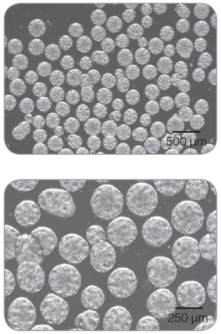 Representative images of hPSC aggregates at the end of a passage in mTeSR™3D. Images taken at 20X (top) and 40X (bottom). Scale bars indicate size.