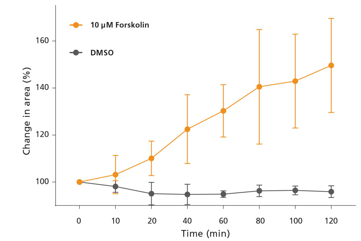 Treating intestinal organoids with forskolin causes them to swell to 150% of their untreated size in 120 minutes.