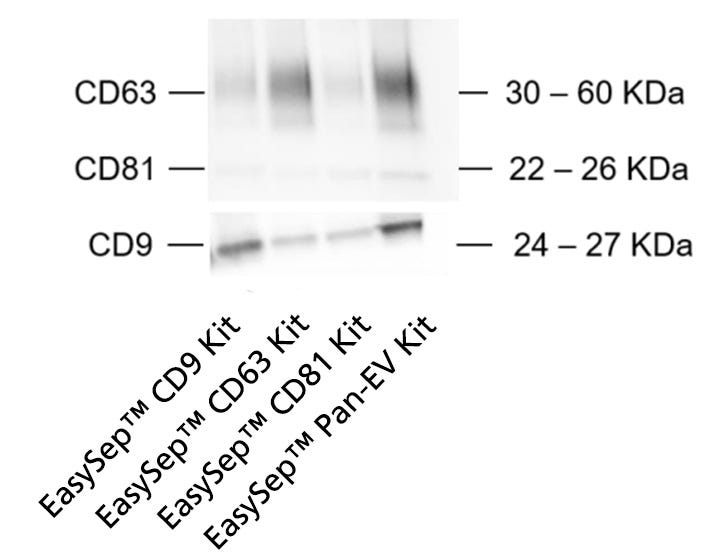 The Protocol for EasySep™ EV Isolation from Urine May Be Used to Isolate Individual EV Subpopulations Using the EasySep™ Single Tetraspanin Kits