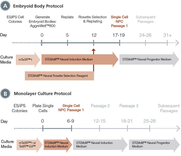 Schematic for Embryoid Body and Monolayer Culture Neural Induction Protocols