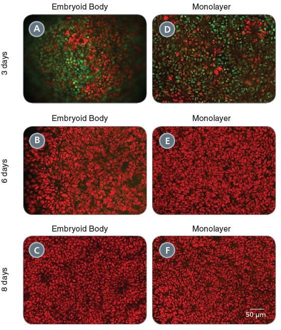 Time-Course of Neural Induction of Human ES Cells Using Embryoid Body and Monolayer Culture Protocols