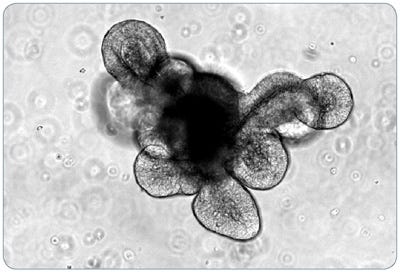 Mouse intestinal organoid