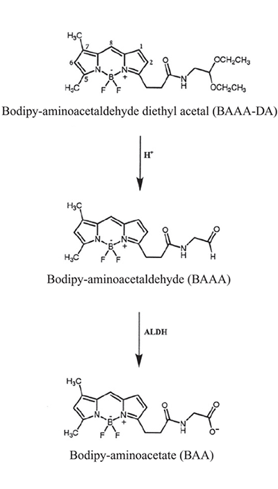 Structure of BAAA-DA, BAAA and BAA