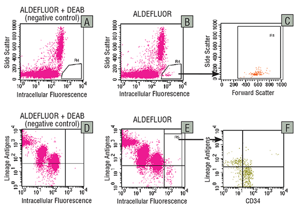 Detection of ALDH expression in human cord blood cells