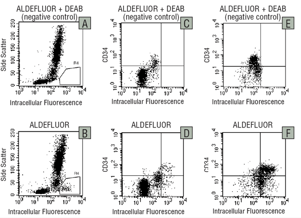 Detection of ALDH expression in human bone marrow cells