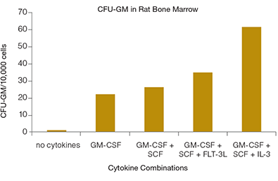 Cytokine Responsiveness of CFU-GM in Rat BM The combination of GM-CSF, SCF and IL-3 provides optimal CFU-GM colony numbers from rat BM cells.