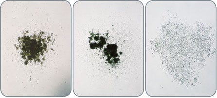 Examples of Rat BM CFU-GM-Derived Colonies Cultured in MethoCult™ GF R3774