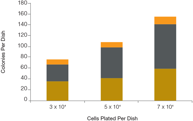 Assay of BFU-E in Rat BM