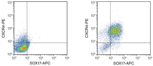 Differentiation of hPSCs into definitive endoderm using STEMdiff ™ APEL ™ Medium and published cytokines.