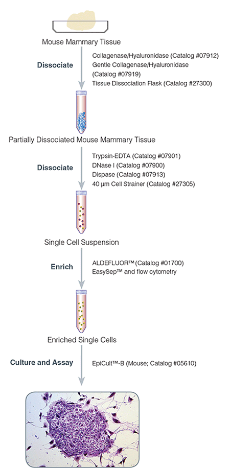 Protocol for Isolation and Culture of Mouse Mammary Epithelial Cells