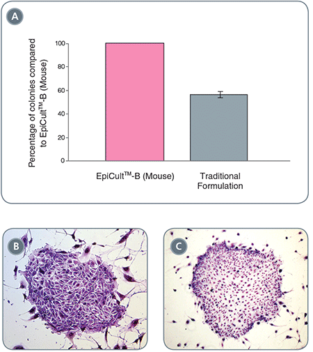 EpiCult™-B Mouse Mammary Epithelial Cell Colonies