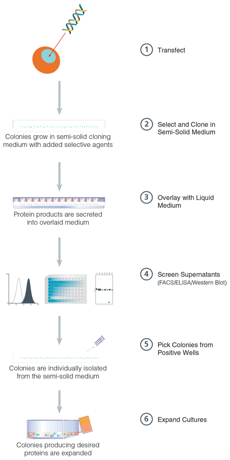 ClonaCell™-CHO 96-Well Plate Procedure