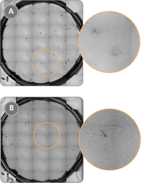STEMvision™ Images of CFU Assays Plated With and Without Prior Removal of RBCs Using HetaSep™