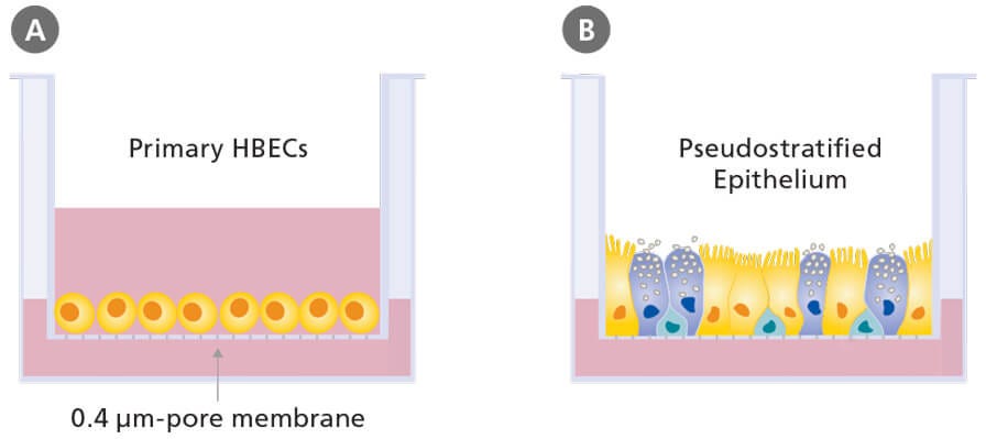 Dissociation of human ES cells with Gentle Cell Dissociation Reagent