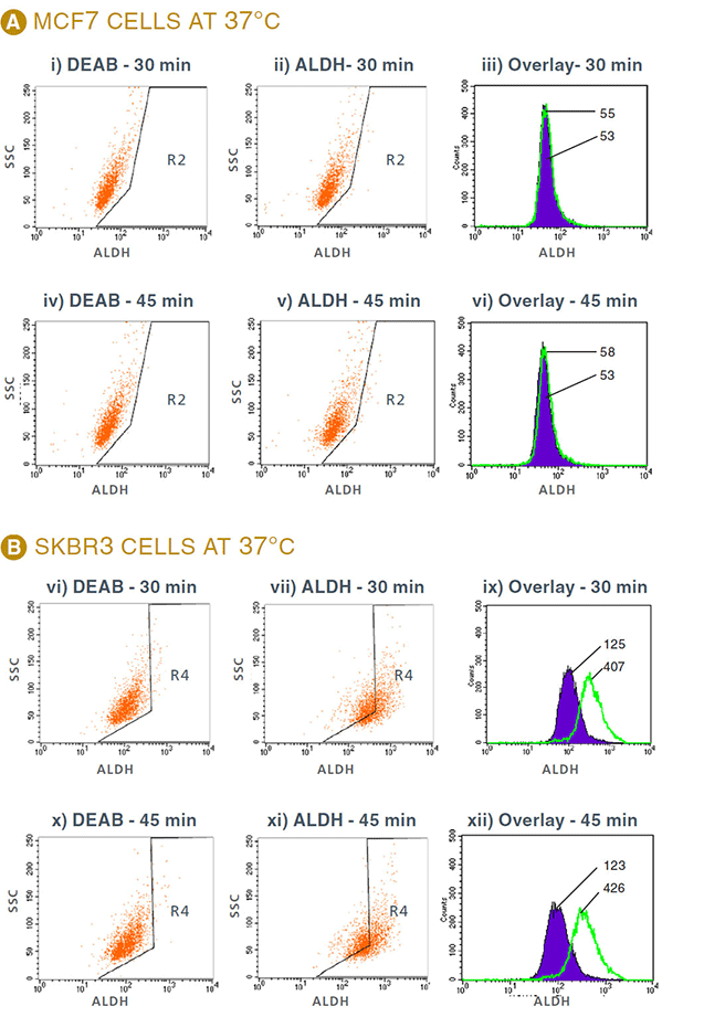 Effect of different incubation conditions with ALDEFLUOR® on mean fluorescence intensity as determined by flow cytometry.