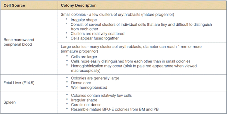 Description of colonies derived from BFU-E from various cell sources in MethoCult® SF M3436.