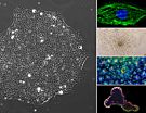 Pluripotent Stem Cell Training