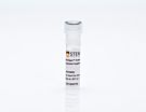 StemSpan™ Erythroid Expansion Supplement (100X)