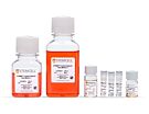 STEMdiff™ Cerebral Organoid Kit