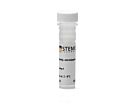 Anti-Human TRA-1-81 Antibody, Clone TRA-1-81