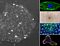 Pluripotent Stem Cell Training