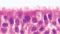 NEW PneumaCult™-ALI Medium for Air-Liquid Interface Culture of Bronchial Epithelial Cells