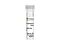 Anti-Human SOX2 (ANOP3) Antibody, Clone 2E1