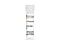 Human Recombinant R-spondin-3, ACF